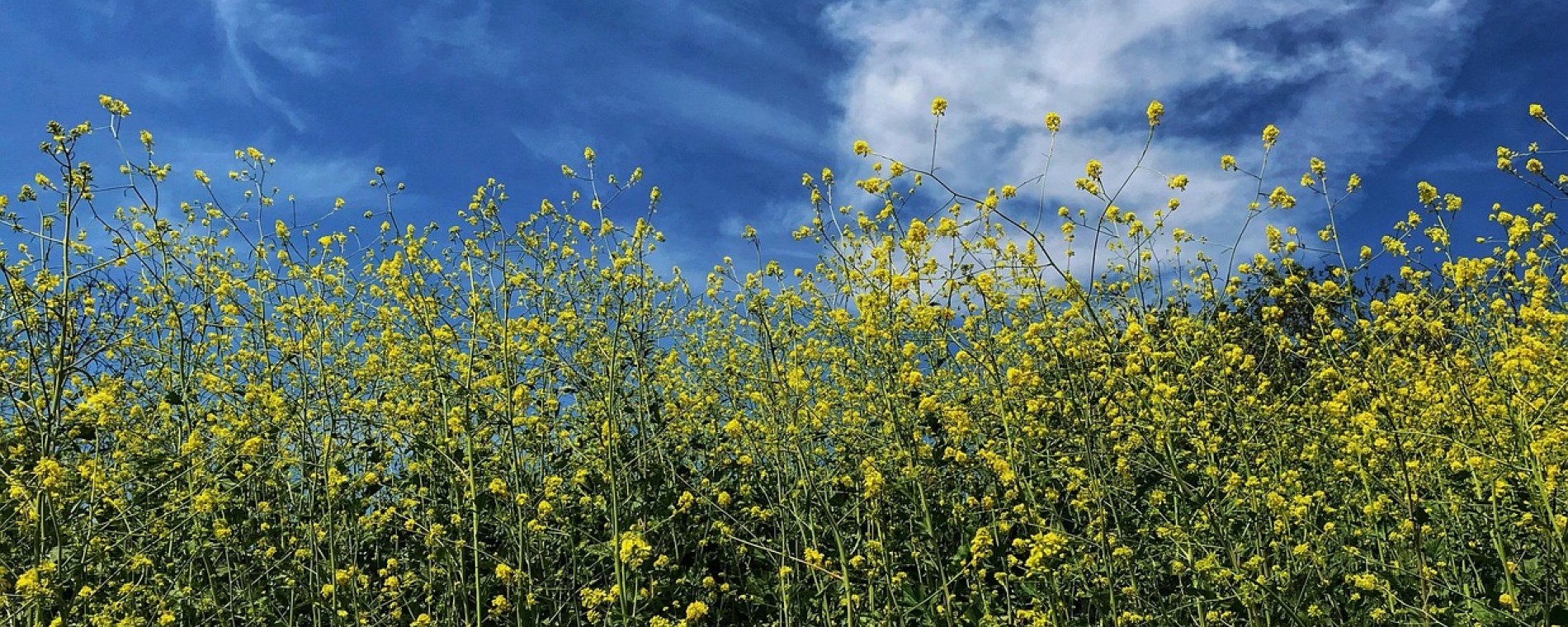 Podobenství o dvou synech